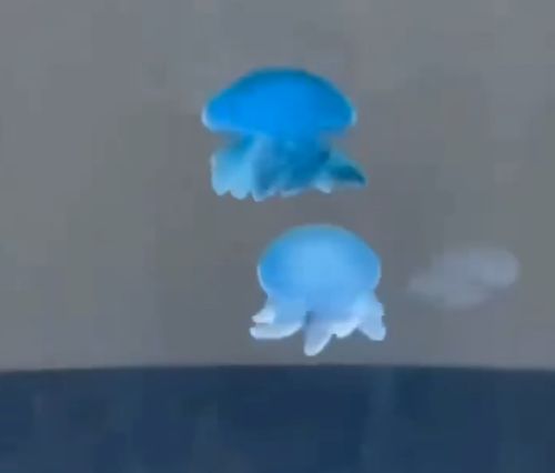 Вдруг вы никогда раньше не видели, как медуза кружится и танцует