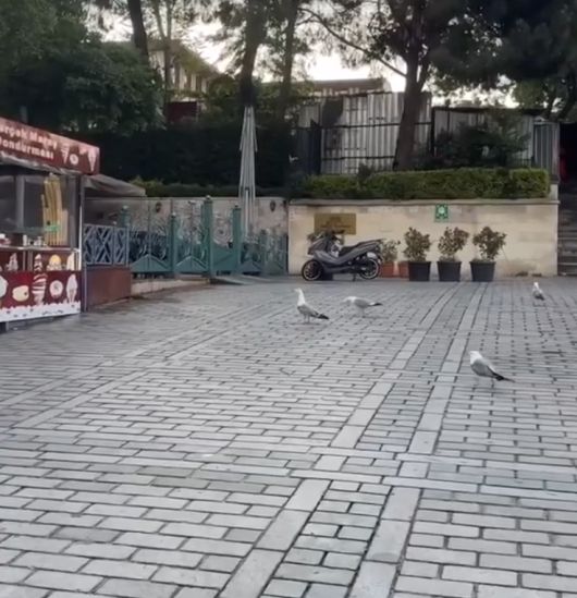 В Турции чайки массово учат кошачий язык, чтобы выпрашивать еду у туристов!⁠⁠