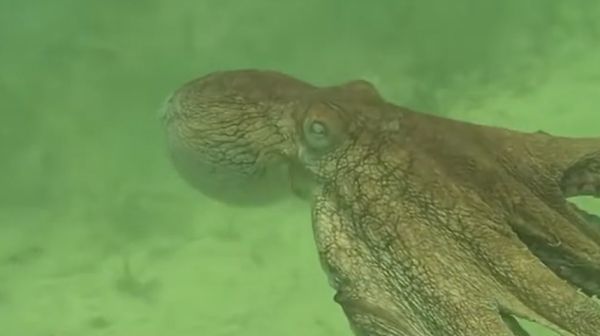 Инопланетяне давно на Земле