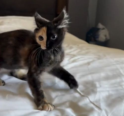 Интересный окрас у котенка