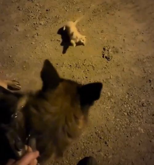 Вот так пойдешь вечерком овчарку выгулять и...