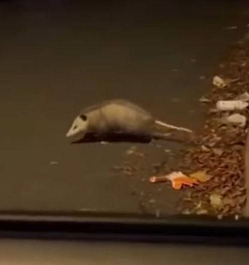 Продемонстрировал свой талант⁠⁠