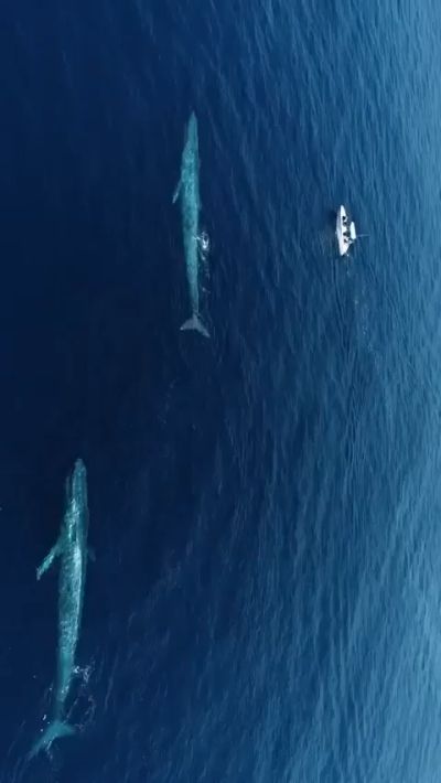 Два синих кита⁠⁠