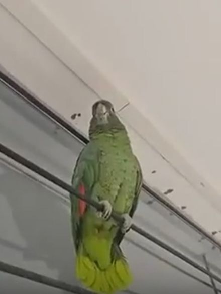 Перепрошивка попугая по деревенски)