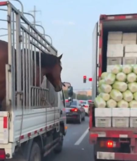 Капуста ням, ням