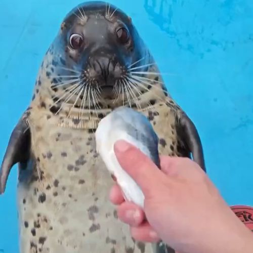 Как звучит благодарность от тюленя⁠⁠