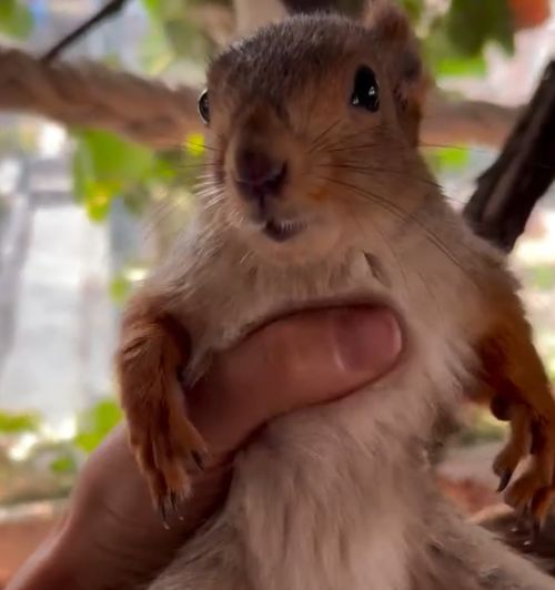 Замацала белку