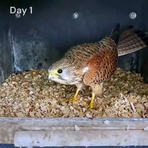 65-дневный таймлапс превращения яиц сокола-пустельги в прекрасных птиц