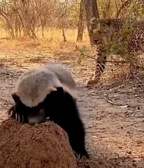 Безбашенные отморозки