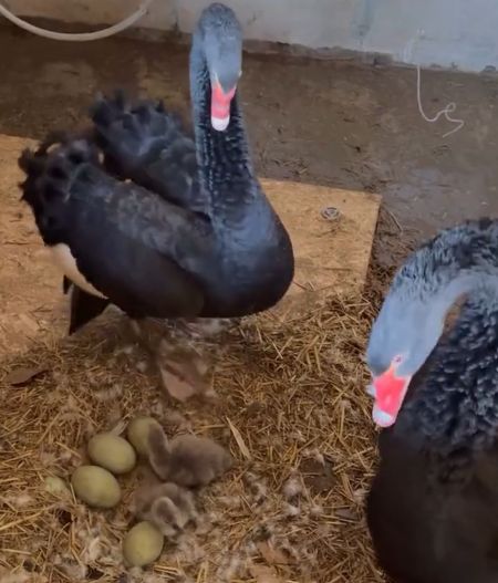 Делятся счастьем