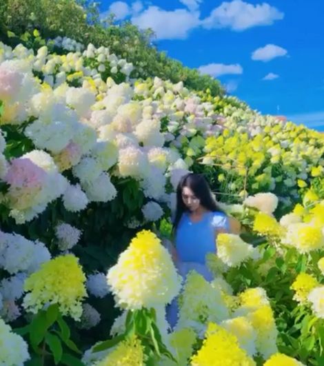 Красотища неописуемая! (просто гортензии на юге Китая)⁠⁠