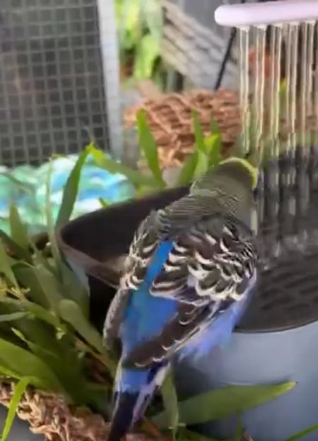 Личный душ для пернатого⁠⁠