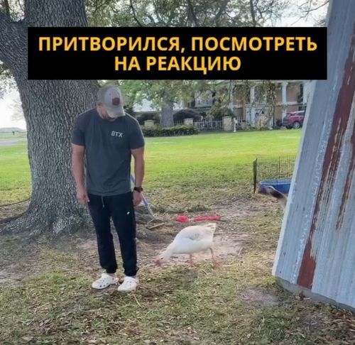 Атаковал и победил в войне