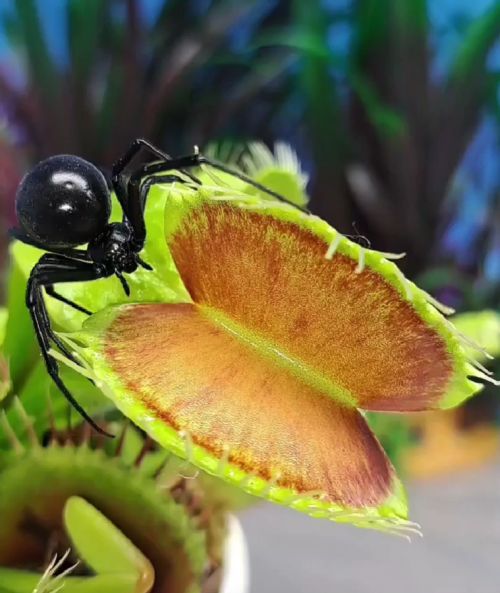 Венерина мухоловка и паучиха черная вдова