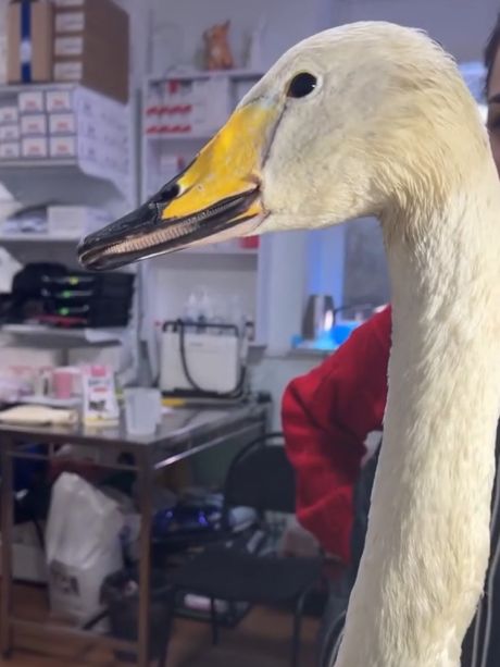 Лебедь у ветеринара