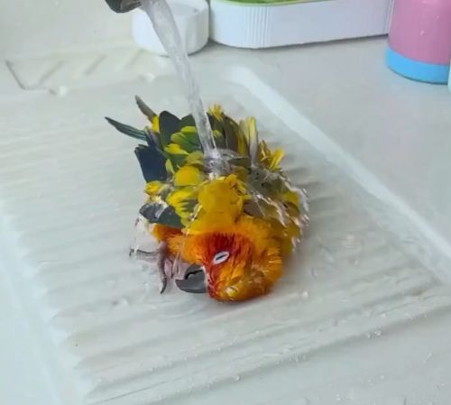 Любитель водных процедур