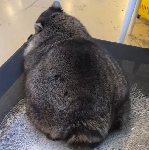 Енот не только полоскун, но ещё и потаскун)