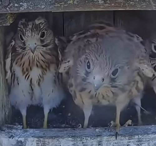 Молодые пустельги впервые видят бабочку