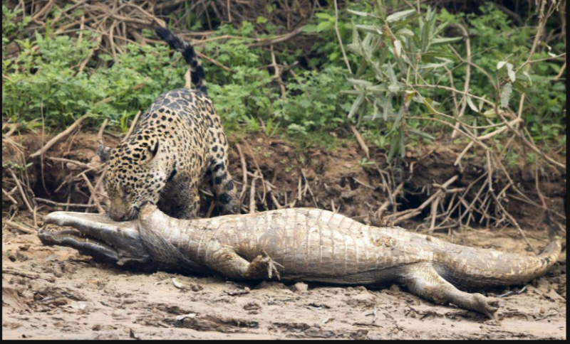 Бывает и довольно крупная добыча.