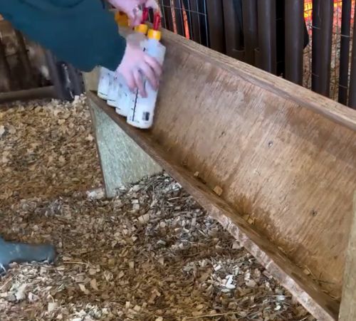 Кормление козлят⁠⁠