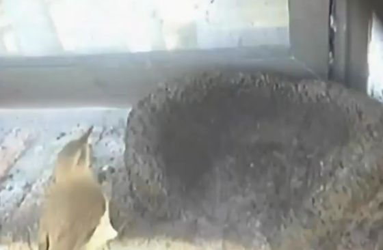 Голуби лучшие гнезда-строители