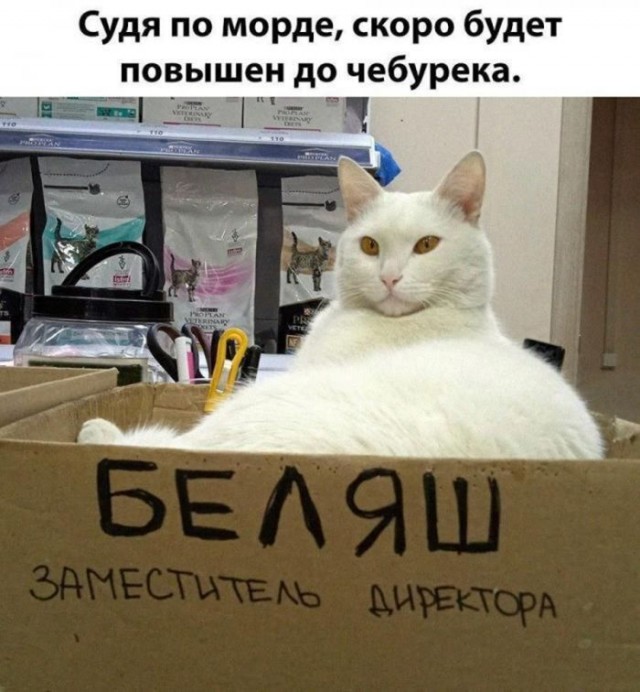 Свежие приколы 16.03.2026