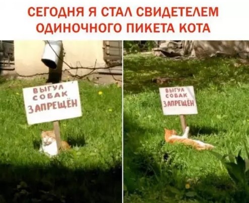 Самые смешные картинки и приколы для отличного настроения