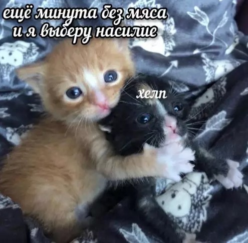 Картинки с текстом и котами