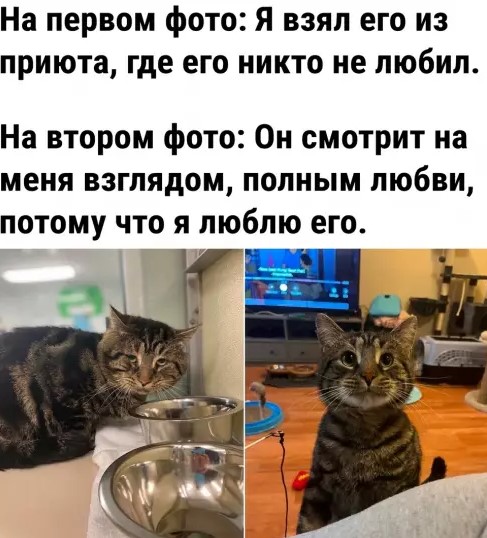 Картинки с текстом и котами