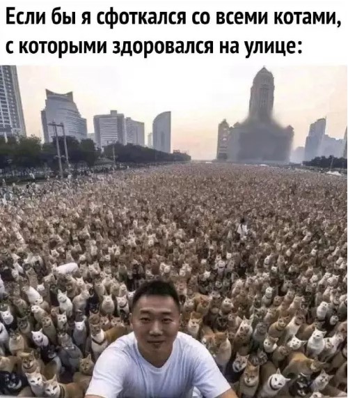 Картинки с текстом и котиками