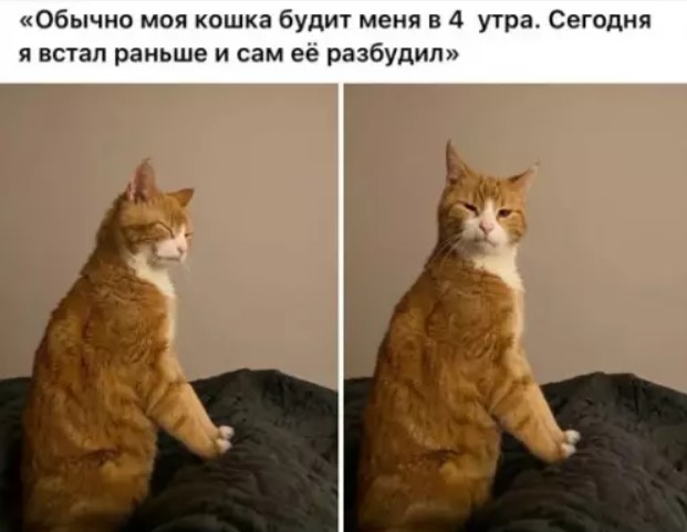 Картинки с текстом и котиками