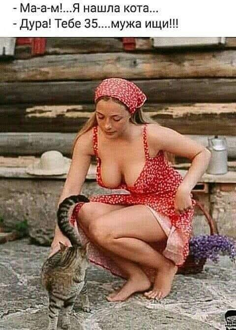 Забавные картинки с котиками 31.03.2026