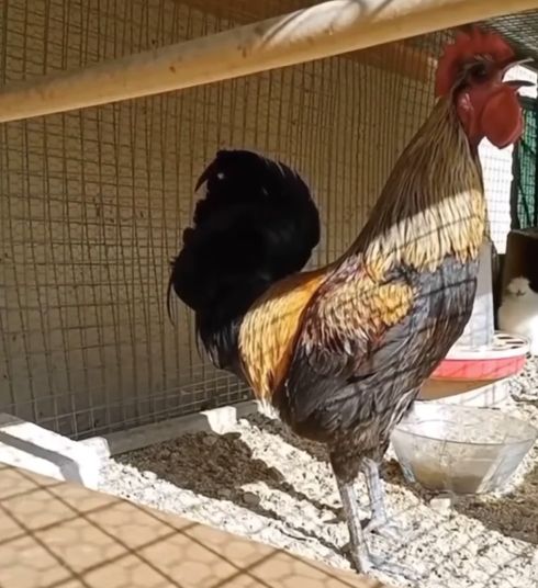 Петух испытывает себя на прочность