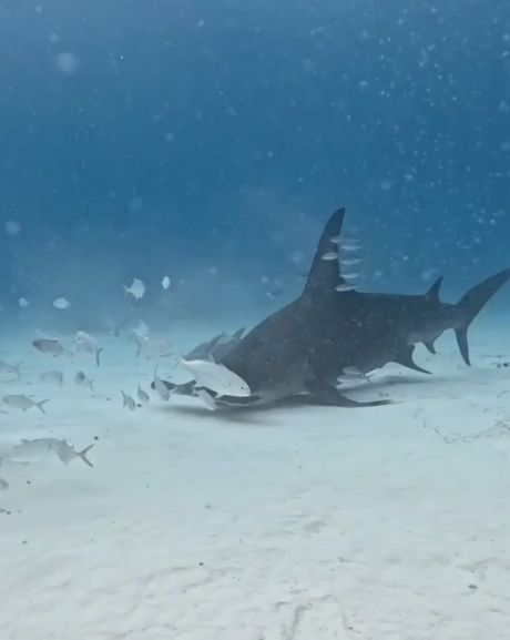 Акула-Молот крупным планом