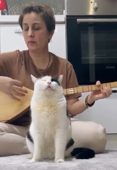 Аккустическо-монгольский кот