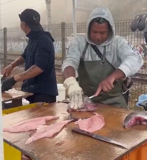 Очень воспитанный и вежливый морской лев каждый день приходит за рыбой⁠⁠