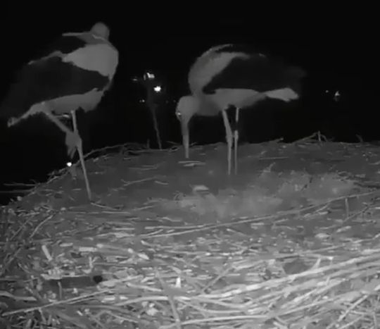 Камера запечатлела пару аистов, празднующих появление своего первого яйца в гнезде⁠⁠