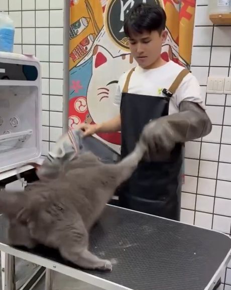 - Иди в грумеры, - твердили они. - У нас тут котики добрые и милые...