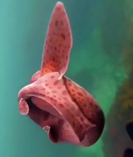 Защитный механизм маленьких акул⁠⁠