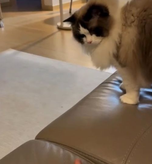 Издевательство над котом в домашних условиях