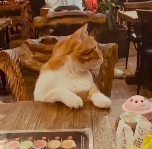 Турецкий кот ужинает в пабе в Стамбуле⁠⁠