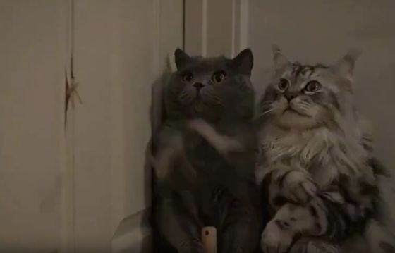 Котиное "Сияние"⁠⁠