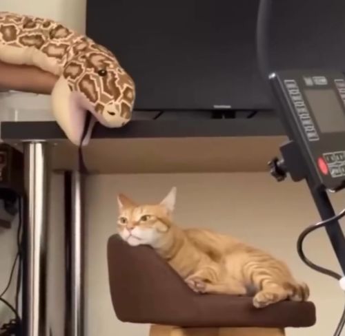 Инстинкт самосохранения на нуле)⁠⁠