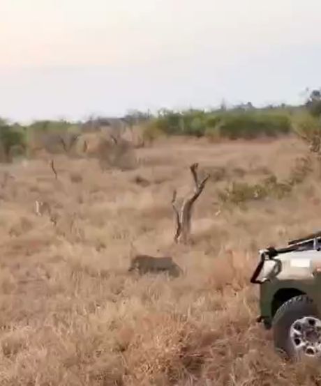 Не шутите с Пумбой