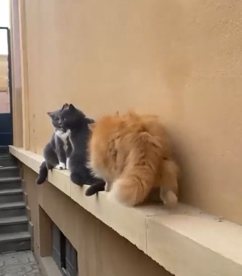 "С дороги, щенок!"