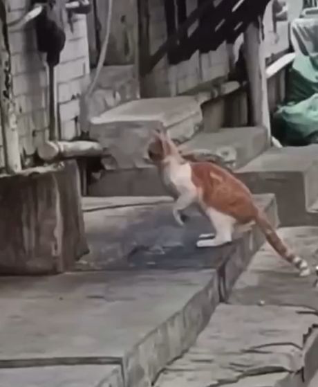 Идеальные охотники