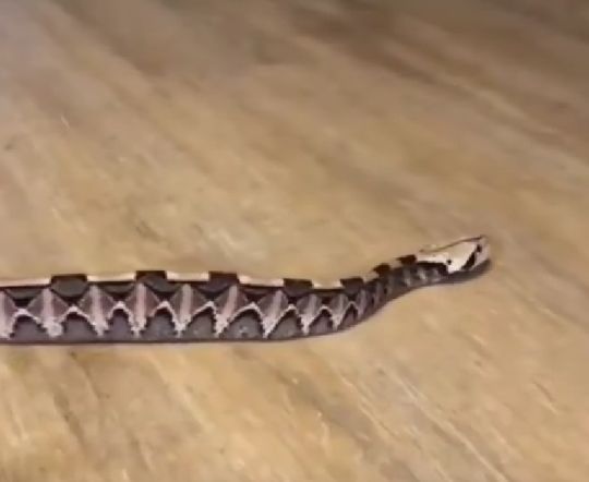 Габонская гадюка