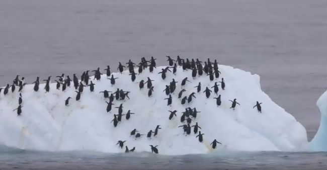 Неудачная попытка стаи пингвинов отдохнуть на дрейфующей льдине в Антарктиде
