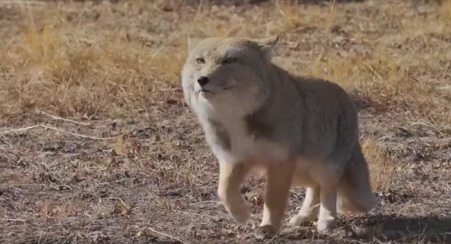 Теперь вы видели, как смешно ходит тибетская лиса