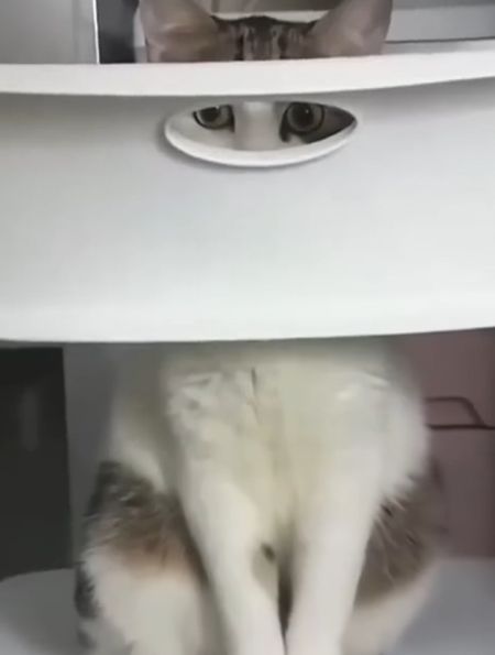 Котошпионы)